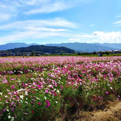 大和三山とコスモス